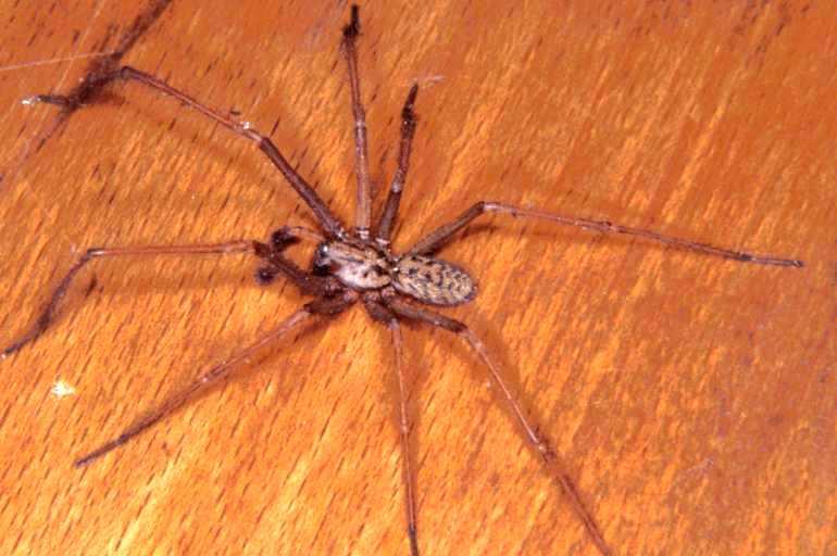 Tegenaria_parietina_P1147_Z_80_Les Gris_Frankrijk.jpg